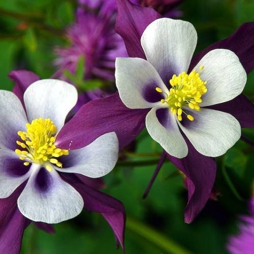 purple-white flowers with yellow stamens, green leaves and stems