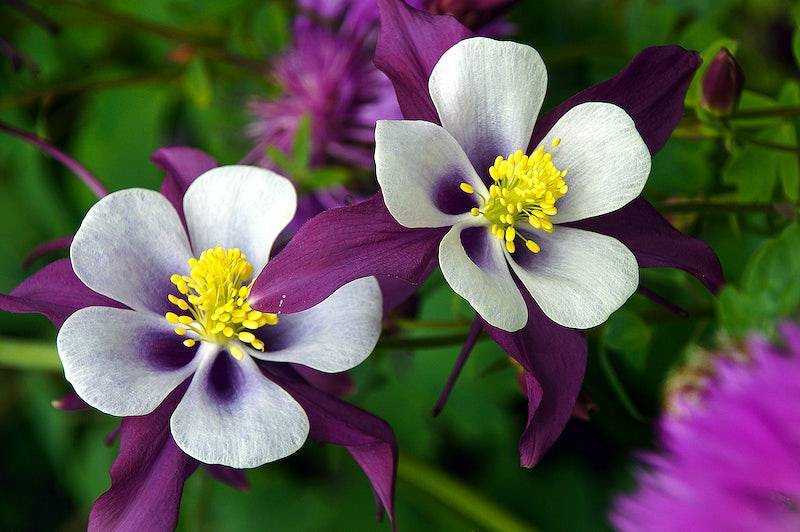 purple-white flowers with yellow stamens, green leaves and stems