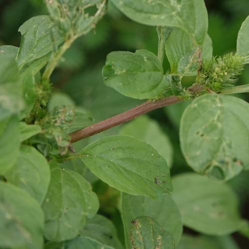 Green leaves with green veins and a green-yellow flower on a brown stem