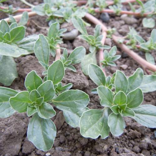 Green leaves with yellow-green veins on brown stems