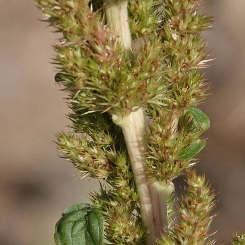 red-green flowers and green leaves on light-brown stems