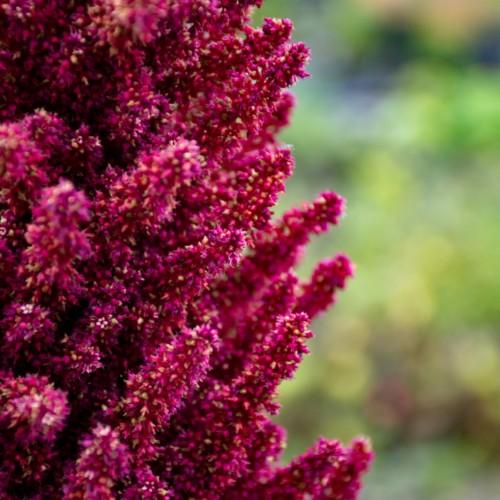 ruby-yellow flowers