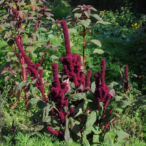 red-maroon flowers, purple-green leaves, red petioles and stems