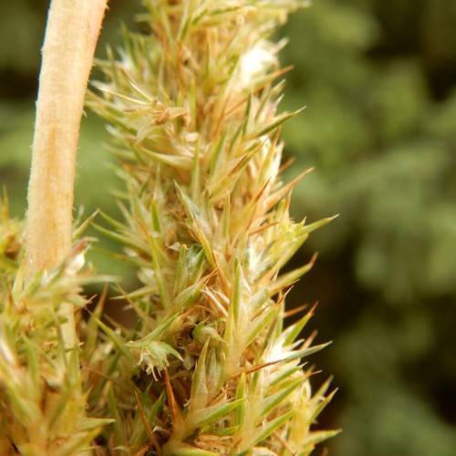 gold-green flowers on yellow stems