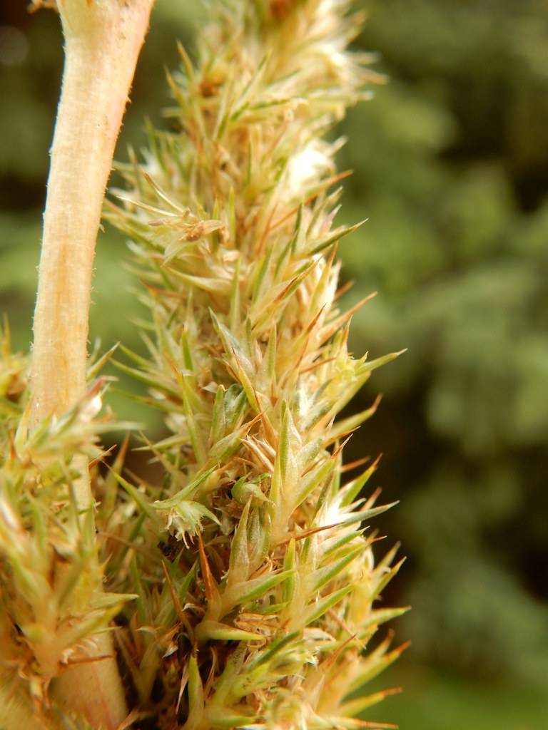 gold-green flowers on yellow stems