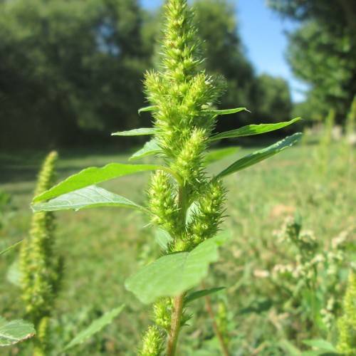 lime-green flowers and green leaves on light-brown stems