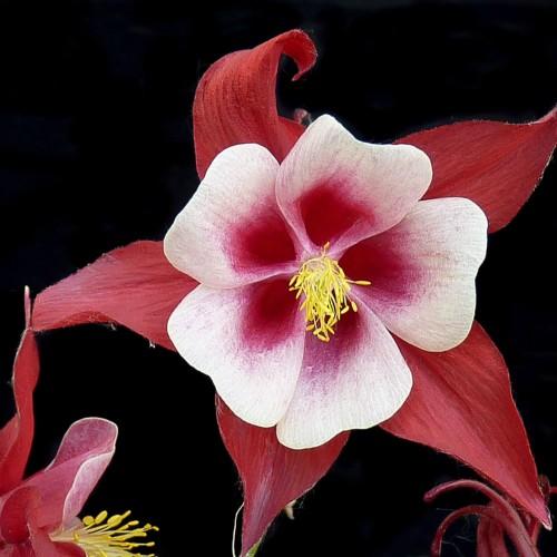 Red-white flowers with yellow stamen