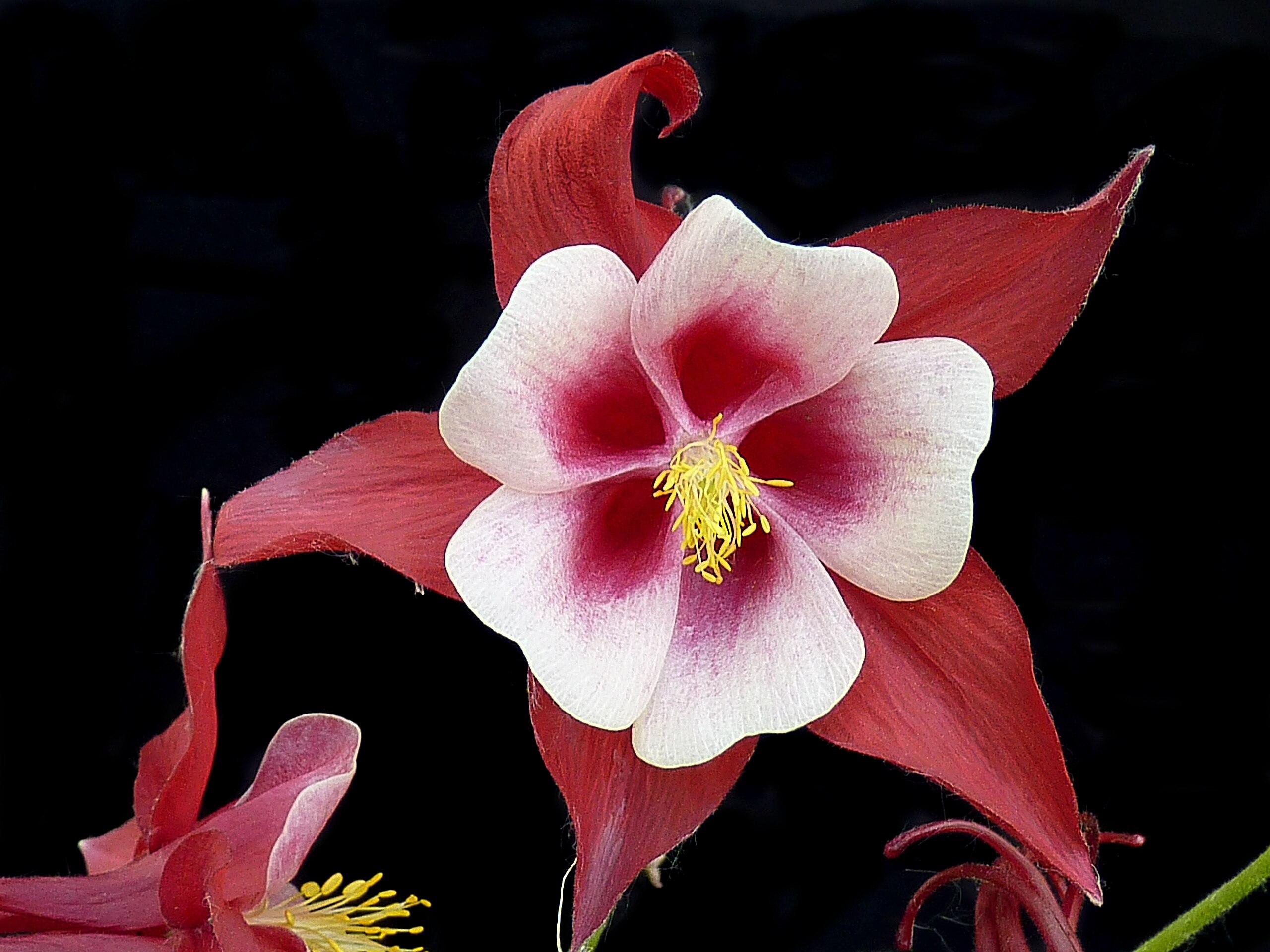 Red-white flowers with yellow stamen