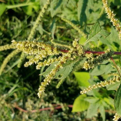 lime-olive leaves with olive-white flowers and red-brown stems