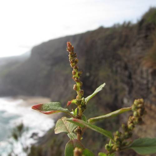 red-green buds and red-green leaves on light-brown stems