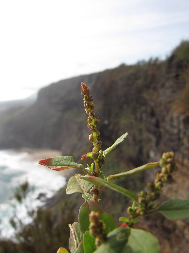 red-green buds and red-green leaves on light-brown stems