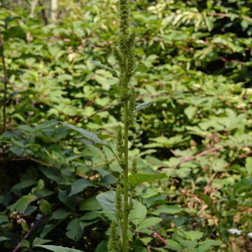 green flowers, green leaves on light-green stems