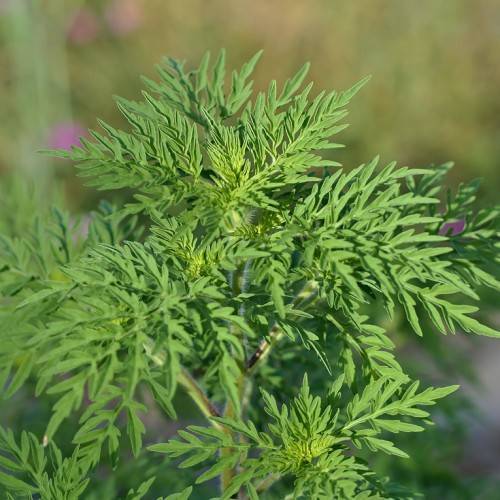 yellow-green foliage, purple flowers on purple-green stems