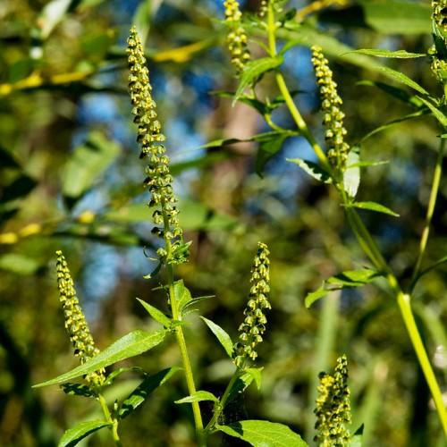 yellow-lime flowers with lime leaves and stems