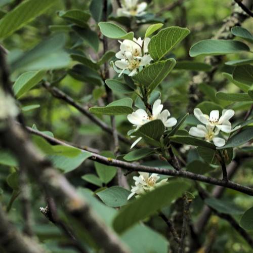 white flowers with yellow-brown stamens, green leaves with light-green veins on dark-brown twigs and branches
