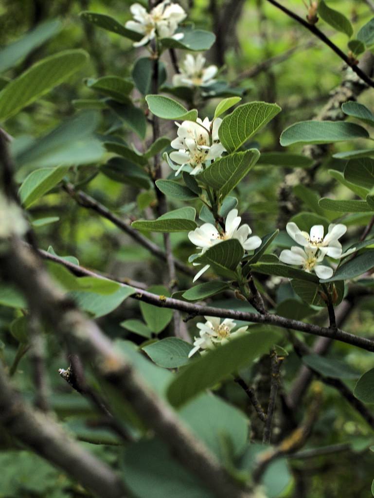 white flowers with yellow-brown stamens, green leaves with light-green veins on dark-brown twigs and branches
