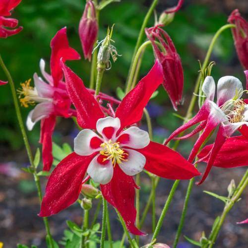 Green leaves or stems with red-white flowers and yellow stamens.