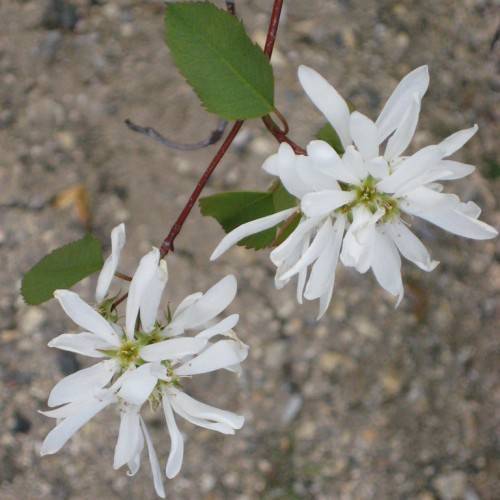 white flowers with yellow-green center, white stamens, green leaves on red petioles and stems