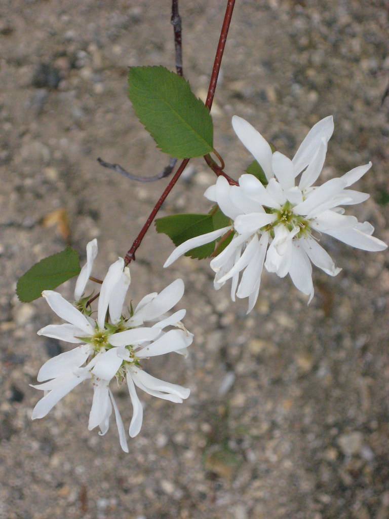 white flowers with yellow-green center, white stamens, green leaves on red petioles and stems
