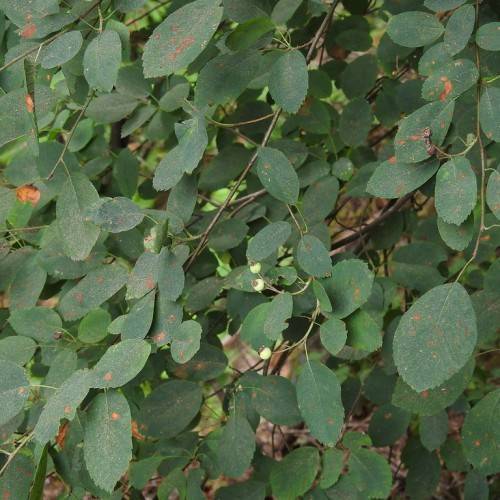yellow-green fruits, orange-green leaves on green petioles and brown stems