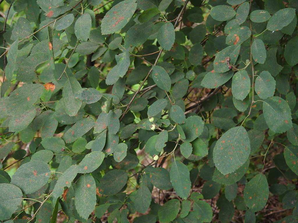 yellow-green fruits, orange-green leaves on green petioles and brown stems