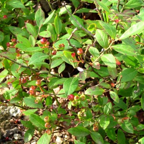 lime-green leaves with ruby-lime fruits and green-brown branches