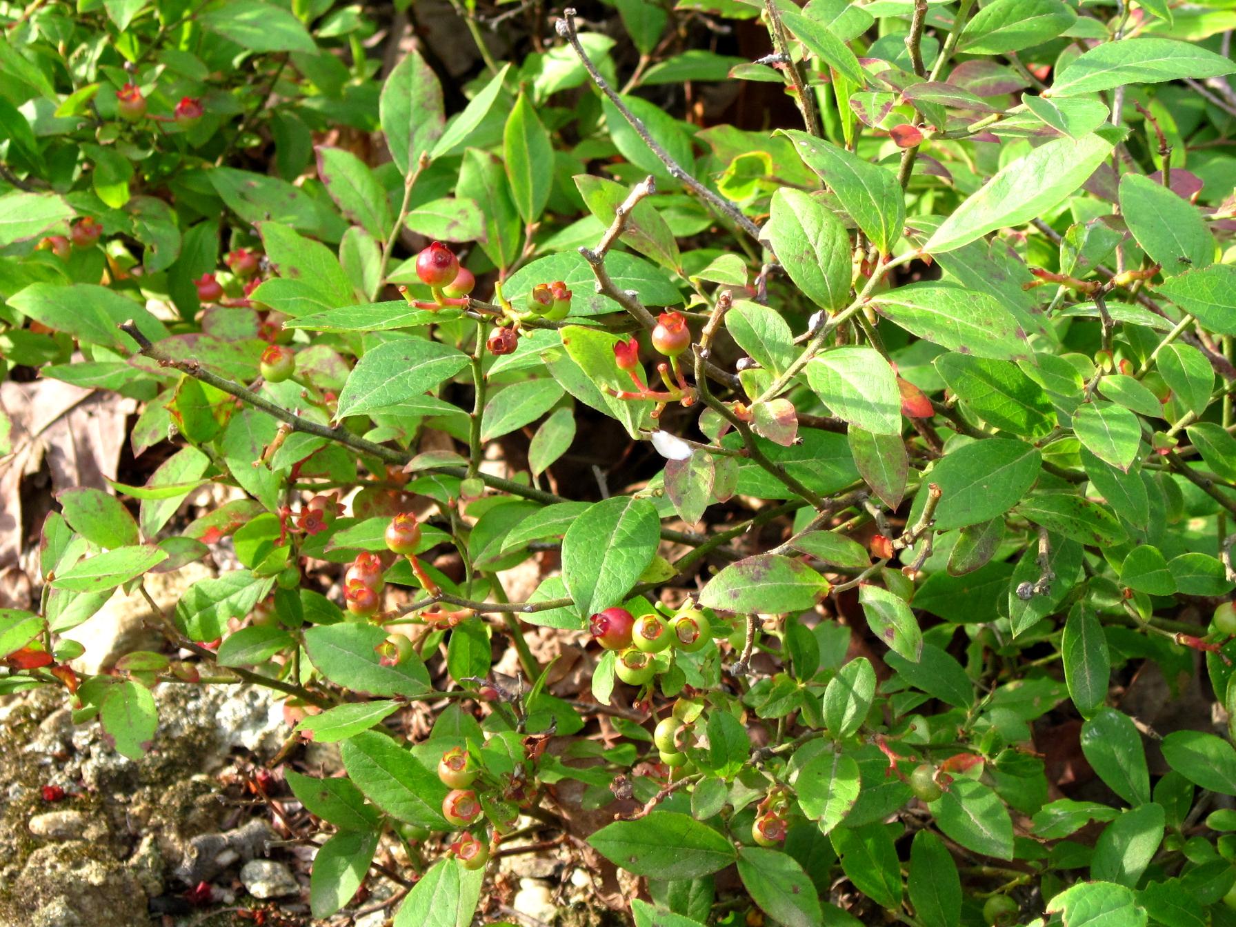 lime-green leaves with ruby-lime fruits and green-brown branches