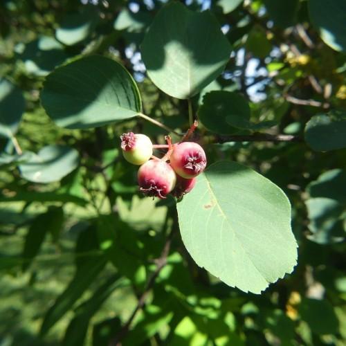 green leaves with ruby-lime fruits and green-brown branches