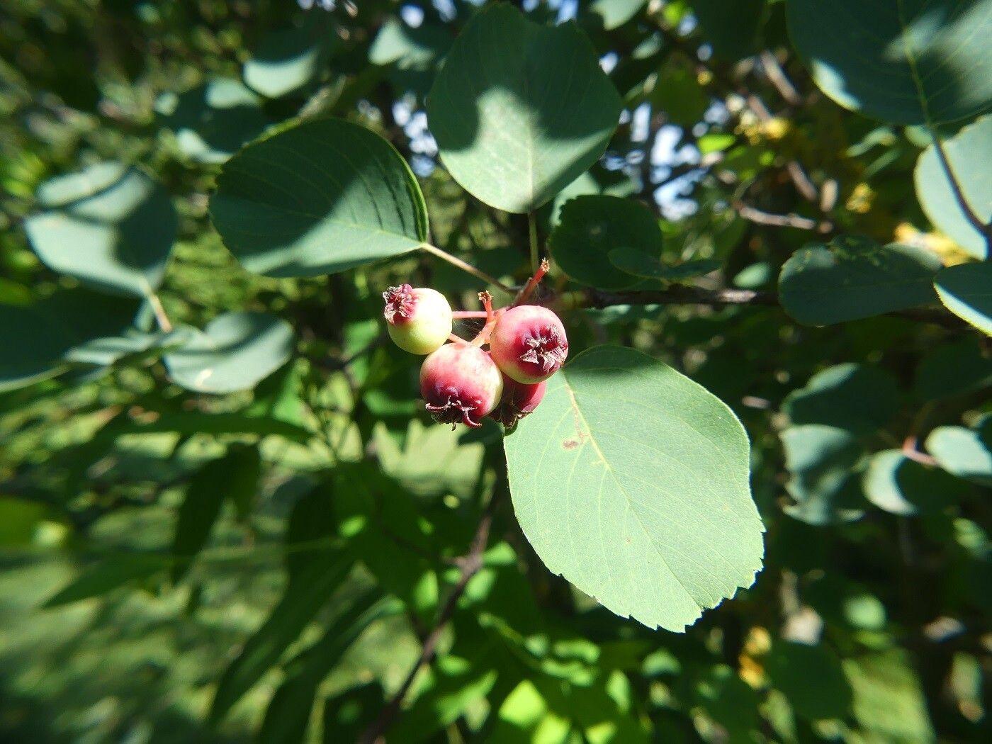 green leaves with ruby-lime fruits and green-brown branches