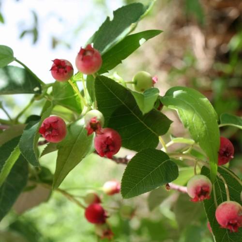lime-green leaves with ruby-lime fruits, and green-beige stems
