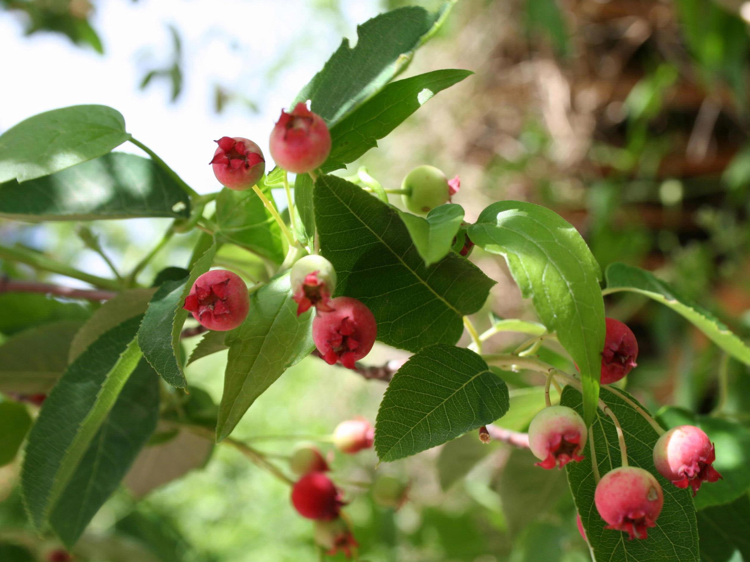 lime-green leaves with ruby-lime fruits, and green-beige stems