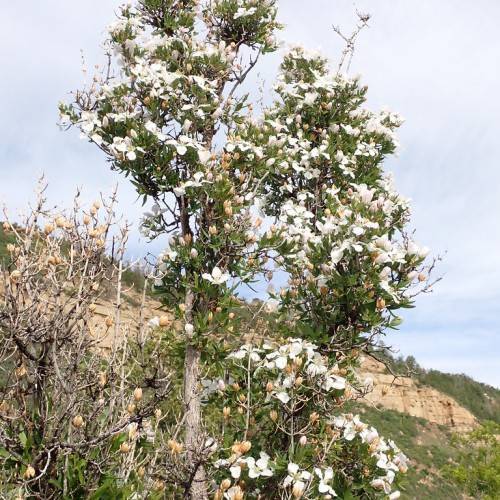 white-peach flowers and green leaves on white-brown twigs and branches
