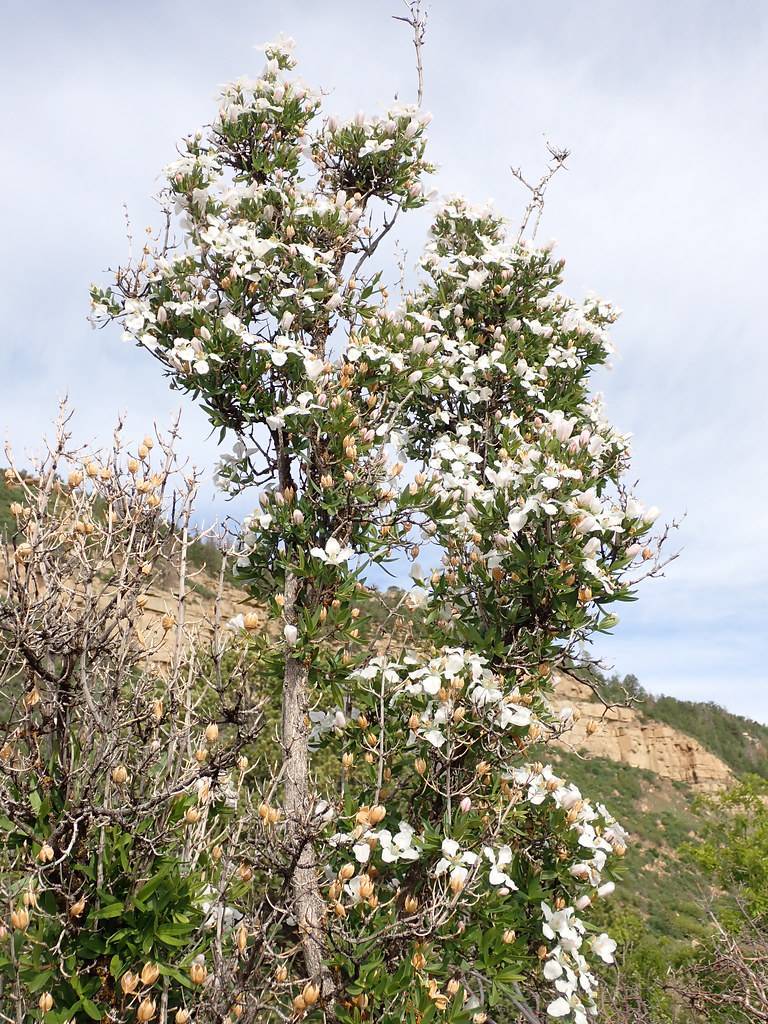 white-peach flowers and green leaves on white-brown twigs and branches