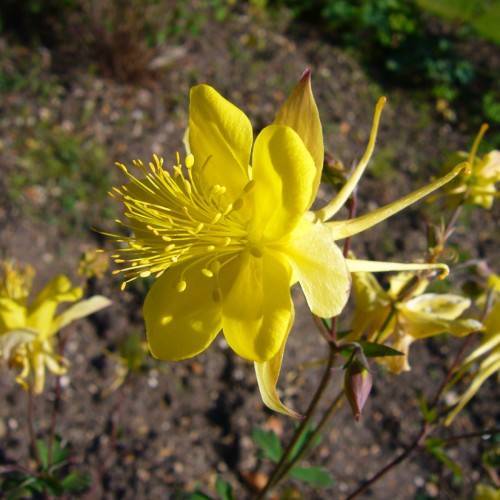 yellow flowers with yellow stamens, brown buds, green leaves and brown stems