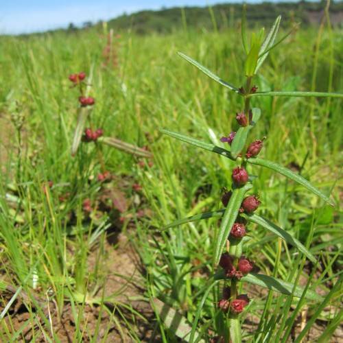 maroon buds, pink-purple flowers, green-purple leaves and yellow-green stems