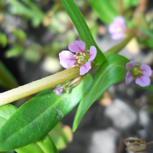 light-purple flowers with yellow anthers, green leaves and beige-green stems