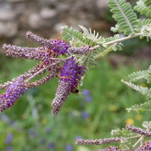 purple-yellow flowers with lavender buds, light-green leaves and white-beige stems