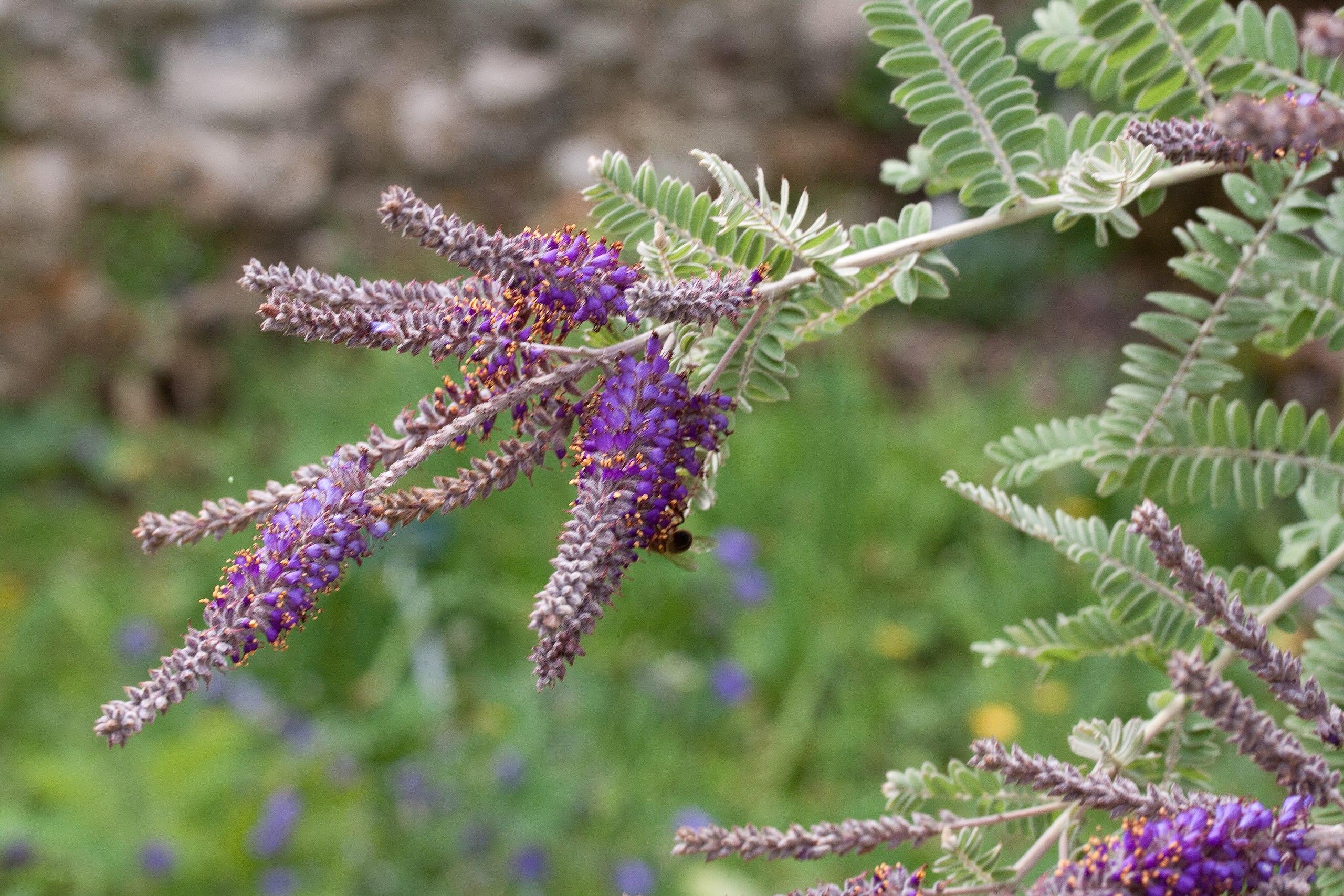 purple-yellow flowers with lavender buds, light-green leaves and white-beige stems
