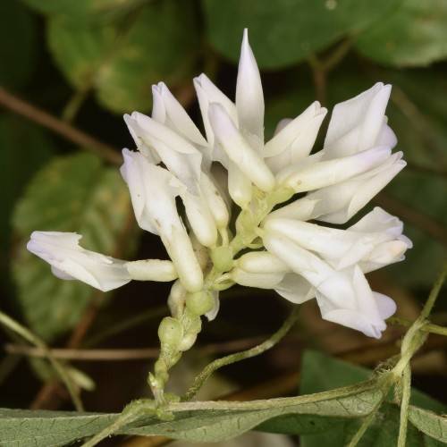 white flowers with off-white sepals, lime-green buds, light green leaves and stems