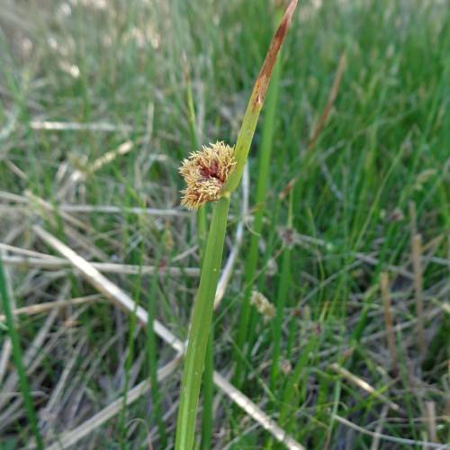 yellow-brown flowers with brown-green foliage