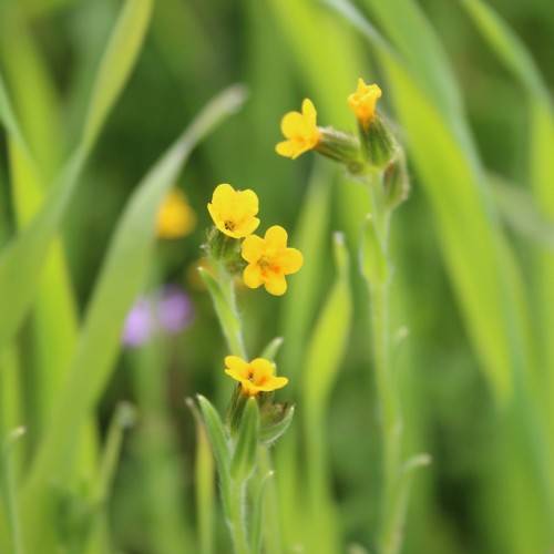 bright-yellow flowers with yellow-brown center, dark-green sepals, lime-green leaves and light-green stems