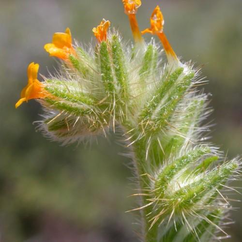 orange-gold flowers with lime leaves, stems and white-gold hairs