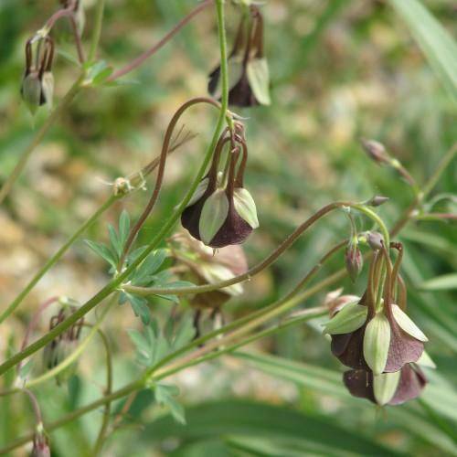 Brown-green stems with green-maroon flowers held above green leaves.