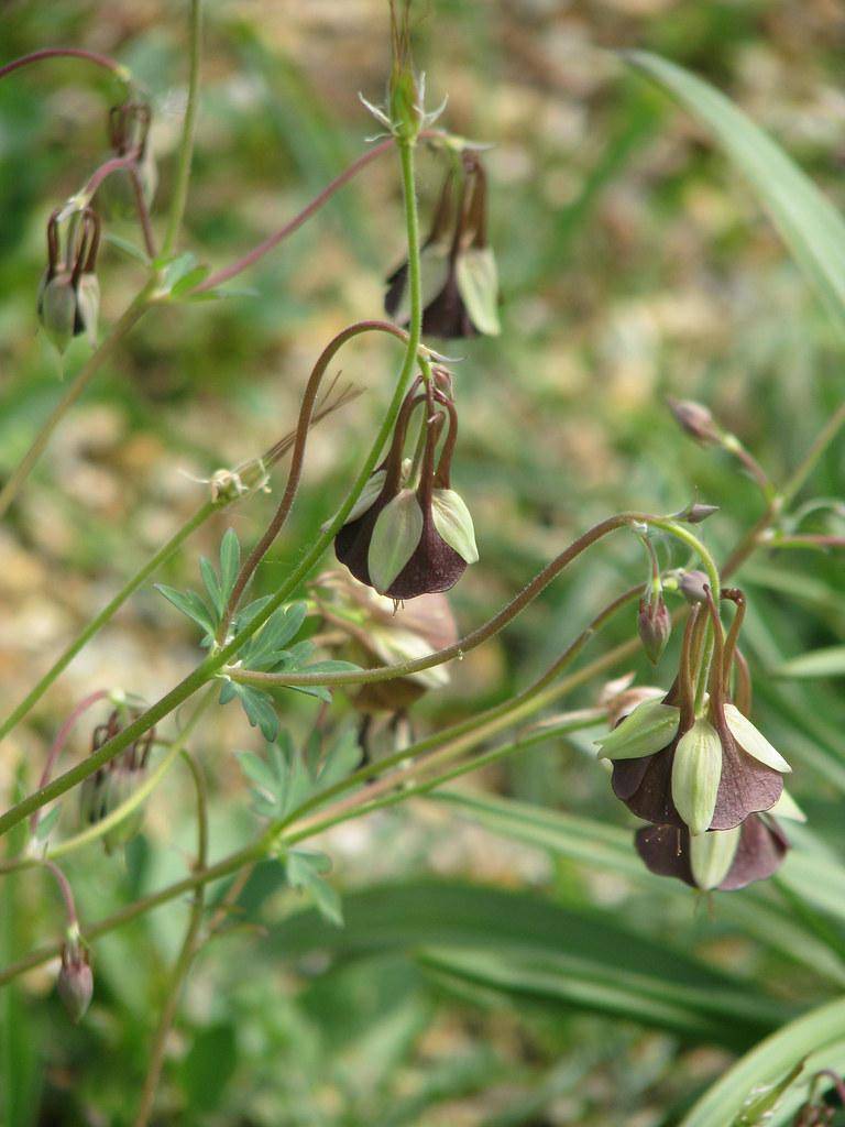 Brown-green stems with green-maroon flowers held above green leaves.