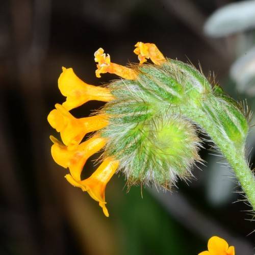 dark-yellow flowers with green sepals, lime-green foliage, brown hairs and light-green stems