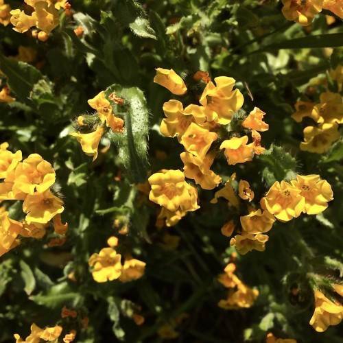 dark-yellow flowers orange-yellow center, dark-green foliage and stems