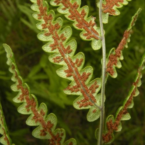 lime-brown leaves and olive stems