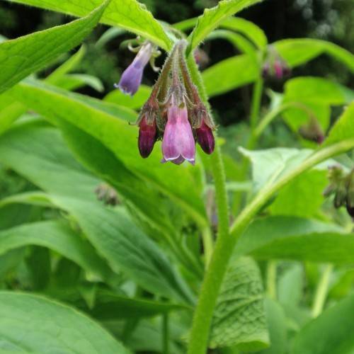 pink-purple flowers, dark-purple buds, purple-green sepals, green leaves and stems