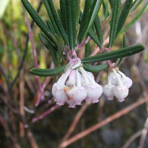 white-pink flowers with dark-green foliage and brown stems