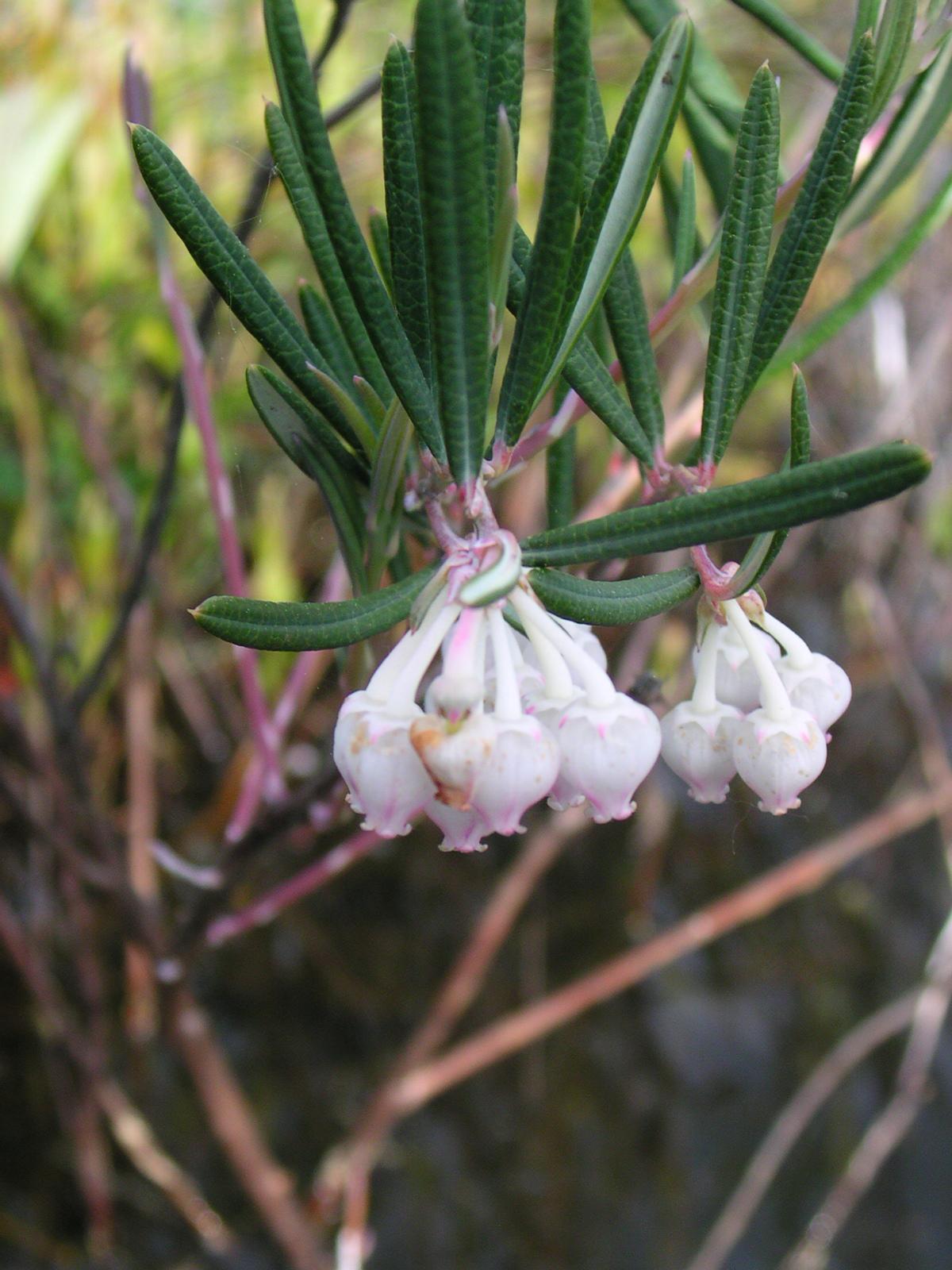 white-pink flowers with dark-green foliage and brown stems
